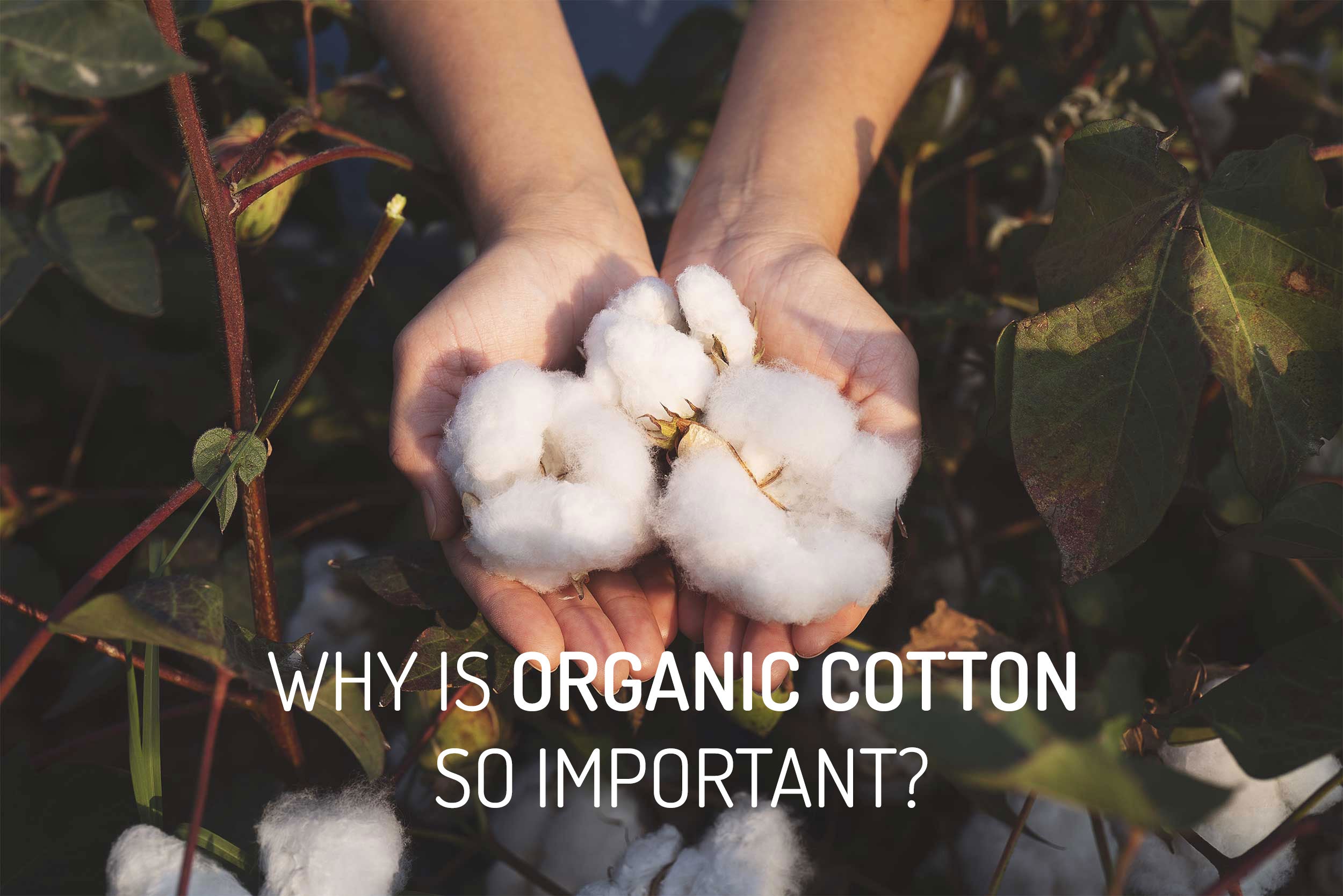 Why Bears for Humanity Uses GOTS Certified Organic Cotton